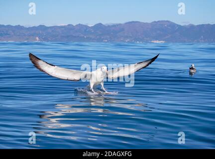 Northern Royal Albatross, toroa (Diomedea sanfordi), landing on the water, New Zealand, Southern Island, Kaikoura Stock Photo