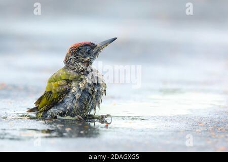 green woodpecker (Picus viridis), youmg bird bathing in a puddle, Hungary, Fueloephaza Stock Photo
