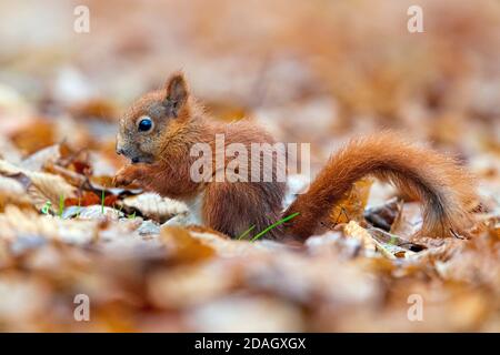 European red squirrel, Eurasian red squirrel (Sciurus vulgaris), side view of a juvenile eating seeds on the ground, Poland, Mazovian Voivodeship Stock Photo