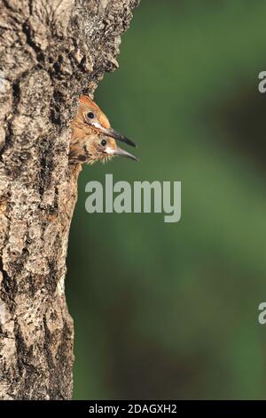 hoopoe (Upupa epops), two young birds looking out a nesting hole, Hungary, Tiszaalpar Stock Photo