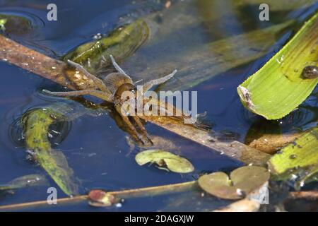 fen raft spider, great raft spider (Dolomedes plantarius, Dolomedes riparius), sits on a leaf on water surface, Netherlands, Overijssel, Stock Photo