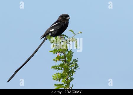 Magpie shrike (Urolestes melanoleucus expressus, Corvinella melanoleuca expressa), side view of an adult perched on a branch of Acacia tree, South Stock Photo