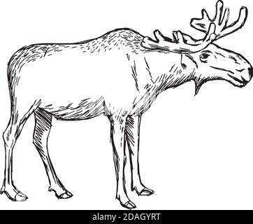 illustration vector doodle hand drawn of sketch moose isolated on white Stock Vector