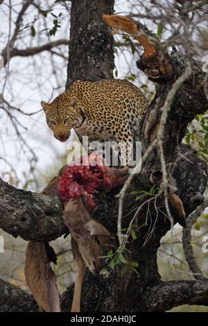 Leopard eating prey on the tree, Kruger National Park, South Africa Stock Photo