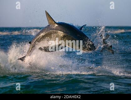 Great White Shark breaching after seal, False Bay, South Africa Stock Photo