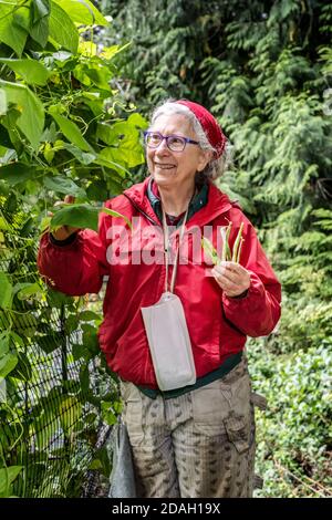 Issaquah, Washington, USA.  Woman harvesting Rattlesnake pole green beans. Stock Photo