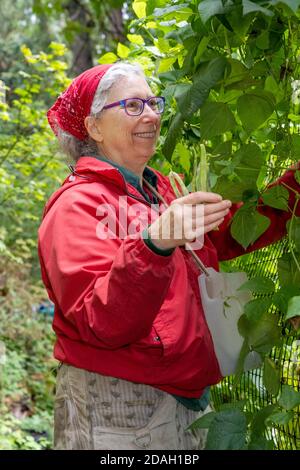 Issaquah, Washington, USA.  Woman harvesting Rattlesnake pole green beans. Stock Photo