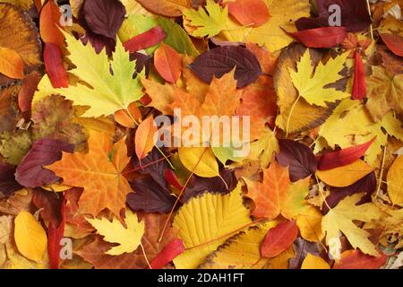 Autumn background - dried yellow, green, orange, purple and red leaves of maple, alder, sumac tree, cherry, arranged at random. Top down view. Closeup Stock Photo