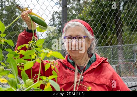 Issaquah, Washington, USA.  Woman harvesting cucumbers. Stock Photo
