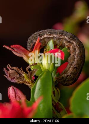Caterpillar of the species Spodoptera cosmioides eating the flower of the plant Flaming Katy of the species Kalanchoe blossfeldiana Stock Photo