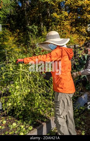 Issaquah, Washington, USA.  Women harvesting tomatillos in a community garden. Stock Photo