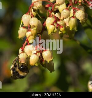 Strawberry tree (Arbutus unedo) light coloured and bell like flowers being pollinated by a large garden bumblebee (Bombus ruderatus) against a natural Stock Photo