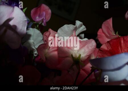 Close up of sweet pea (Lathyrus odoratus) flowers, coloured pink, purple and white, against a black background. Detail of petals in the dark Stock Photo