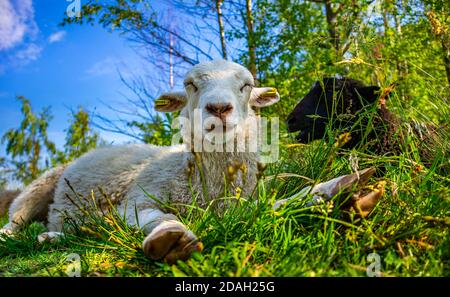 Cute happy white sheep laying in the green grass and enjoying life in field. Sunny day in meadow. Relaxing at nature in summer. Farming. Funny animals Stock Photo