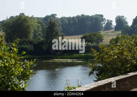 A swan swimming on a waterlily strewn lake, surrounded by trees, grass, woodlands, meadow and a stone wall: a lake in the countryside Stock Photo