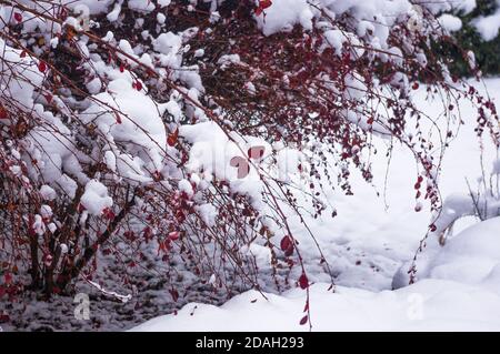 Covered with snow, clusters of red berries of a Cotoneaster horizontalis Decne, winter background. Stock Photo