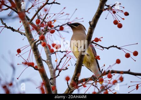 a Cedar waxwing, Bombycilla cedrorum perched on a tree branch of a crabapple in fruit Stock Photo