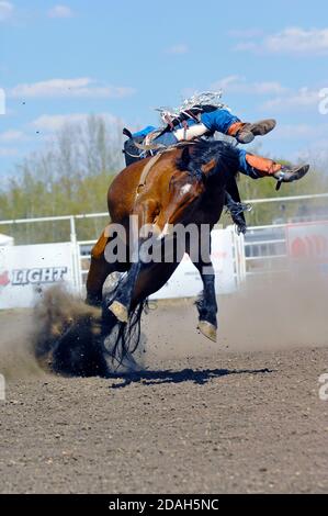 A front view of a rodeo bareback horse and rider with his mount bucking wildly into the air at an Alberta rodeo. Stock Photo