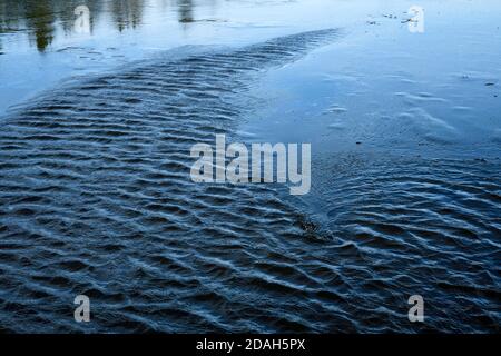 Ripples on the lake water that is not frozen on Maxwell Lake in Hinton Alberta Canada. Stock Photo