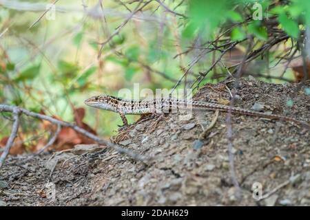 The Balkan wall lizard, lat. Podarcis tauricus, standing on ground with green background, full length. Background lizard close-up. Detailed image of a Stock Photo