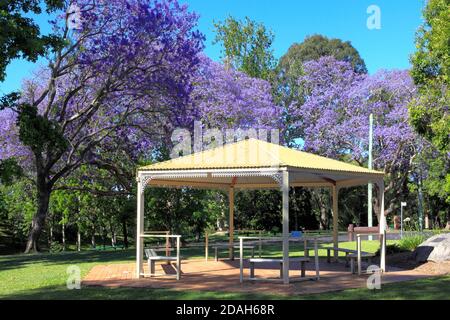 Gazebo in See Park, Grafton, NSW, Australia. Surrounded by jacaranda trees with purple flowers. Stock Photo