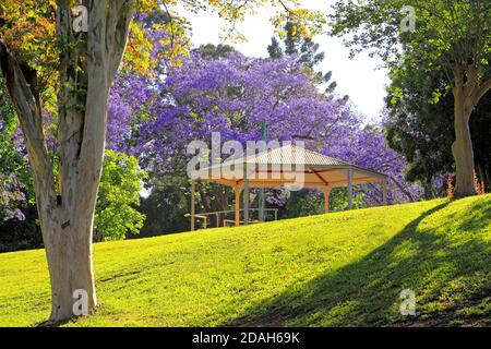 Gazebo in See Park, Grafton, NSW, Australia. Early morning, surrounded by jacaranda trees with purple flowers. Stock Photo