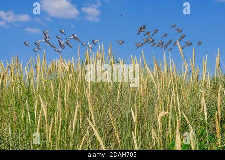 Pigeons flying over field of marram grass sprigs. Low angle view. Stock Photo