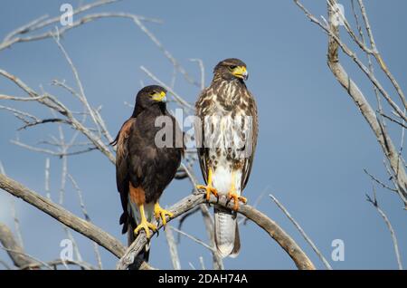 Harris's Hawks (Parabuteo unicinctus) Stock Photo