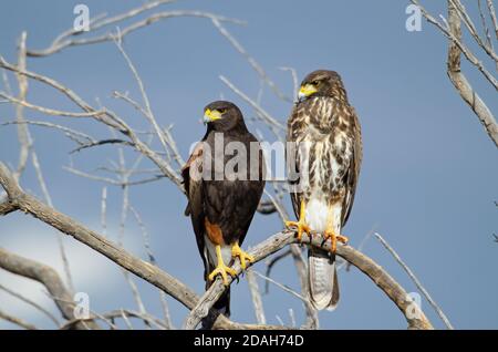 Harris's Hawks (Parabuteo unicinctus) Stock Photo