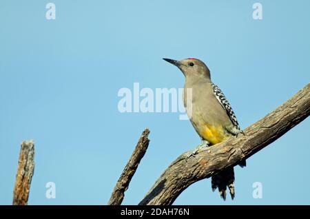 Gila Woodpecker (Melanerpes uropygialis) Stock Photo