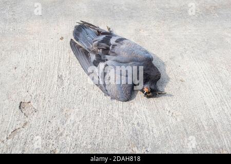 The  close up photo of the dead pigeon lying on a pavement on a street Stock Photo