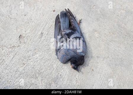 The  close up photo of the dead pigeon lying on a pavement on a street Stock Photo