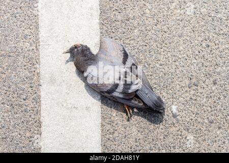 The  close up photo of the dead pigeon lying on a pavement on a street Stock Photo