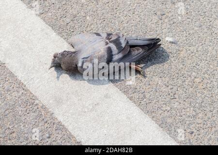 The  close up photo of the dead pigeon lying on a pavement on a street Stock Photo