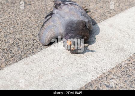 The  close up photo of the dead pigeon lying on a pavement on a street Stock Photo