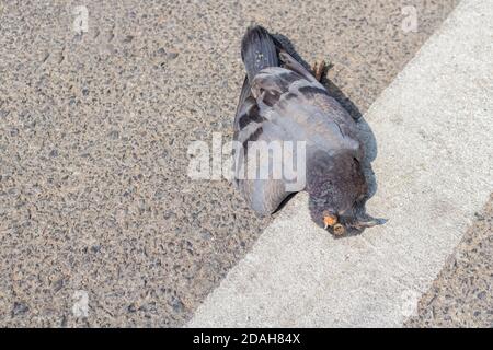 The  close up photo of the dead pigeon lying on a pavement on a street Stock Photo