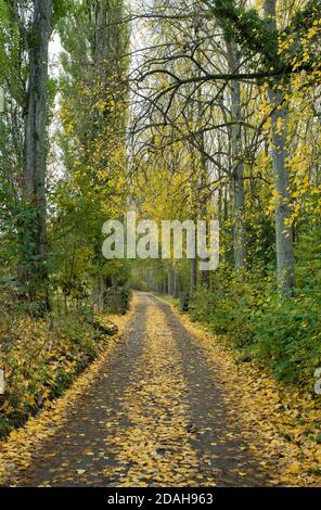 Farm track lined by autumn trees in the cotswolds. Broadway, Worcestershire, England Stock Photo