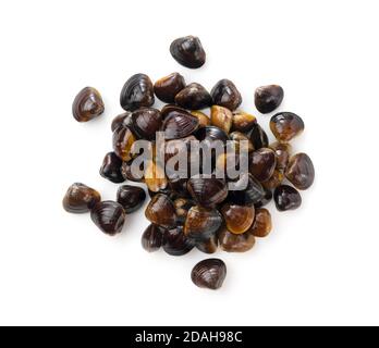 A freshwater clam on a white background. A view from above Stock Photo