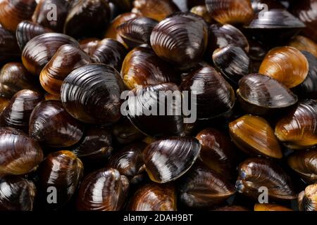 A freshwater clam placed across the screen. Close-up photo Stock Photo