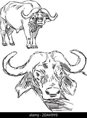 illustration vector hand drawn of  Cape buffalo isolated on white background Stock Vector