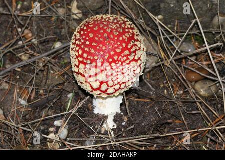 A beautiful Fly agaric fungus, Amanita muscaria, growing in a woodland in the UK. Stock Photo
