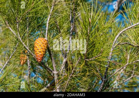 pinecone from Pinus halepensis, Aleppo pine, Catalonia, Spain Stock Photo