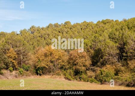 Pinus halepensis, Aleppo pine, forest, Santpedor, Catalonia, Spain Stock Photo