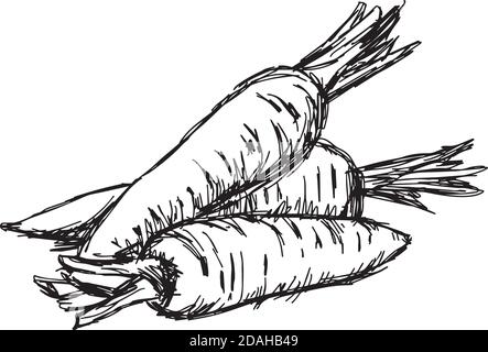 Sketch Carrot Roots Vector Stock Illustrations – 39 Sketch Carrot Roots  Vector Stock Illustrations, Vectors & Clipart - Dreamstime