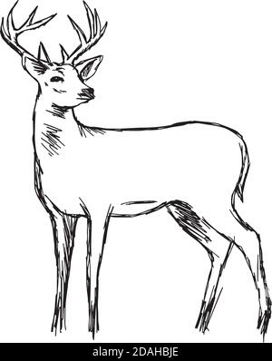 How to draw a deer  Sketchok easy drawing guides