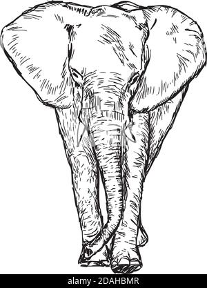 illustration vector hand drawn doodle african elephant isolated on white Stock Vector
