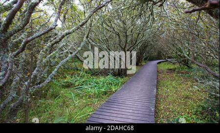 Path through woodland, Lower Moors, St Mary's, Isles of Scilly, Cornwall, England, UK. Stock Photo