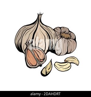 Colorful sketch garlic illustration. Antibacterial product for health. Useful seasoning for cooking. Natural spice. Vector outline color element for m Stock Vector