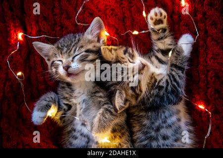 Christmas cats. Two cute little striped kittens sleeping on red background. Kitty with Christmas garland lights  Stock Photo