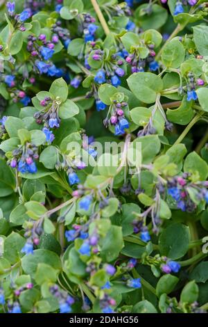 Oysterplant - Mertensia maritima, beautiful rare blue flower from Shetlands, Scotland, UK. Stock Photo